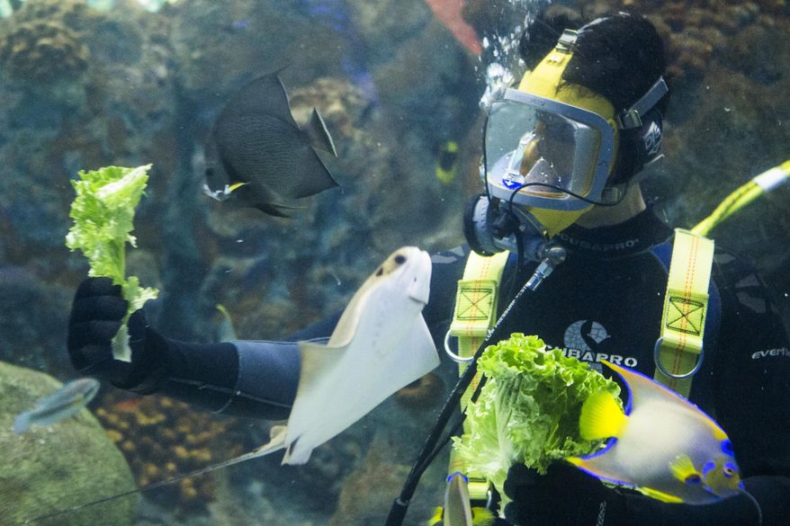 Rafael Calderon feeds fish inside the Flower Gardens exhibit at the Texas State Aquarium Monday afternoon, June 1, 2015 in Corpus Christi, Texas. (Andrew Mitchell/Corpus Christi Caller-Times via AP) MANDATORY CREDIT; MAGS OUT; TV OUT
