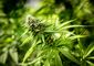 6_3_2015_pot8201.jpg