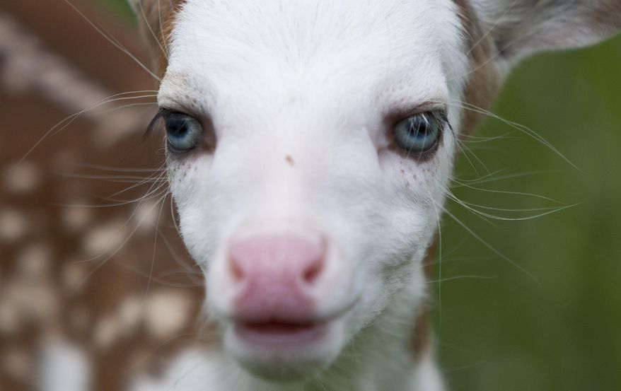 Born recently at Deer Tracks Junction farm, the fawn, named Dragon by Powell's 19-year-old son, was unique from the start. His birth mother, "Bunny" is a special type of whitetail deer known as the Piebald, which carries a genetic defect causing it to have large areas of white in its coat. The defect reportedly occurs in less than 1 percent of the whitetail deer population. Dragon was rejected by his mother after birth, likely by natural instinct because he looks different than other fawns. (Cory Morse/The Grand Rapids Press via AP)
