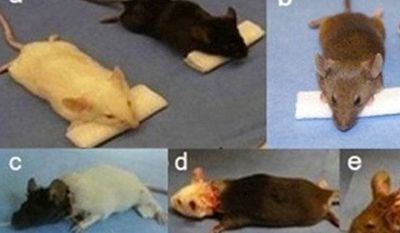 Dr. Xiaoping Ren of Harbin Medical University has performed head transplants in mice and kept them alive for up to one day. His team plans to move on to monkeys in the near future. (Image: Xiaoping Ren)