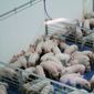 Piglets that are almost ready for sale are shown in pens at Fair Oaks Farms in Fair Oaks, Ind. (Associated Press)