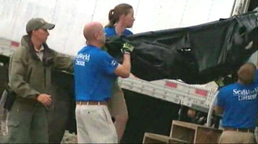 In this image taken from video provided by Fox35 News, a SeaWorld rescue team (in blue shirts) removes a shark from a truck that ran off a highway in Oak Hill, Fla., Wednesday, June 10, 2015. Authorities say a shark was killed in a Florida traffic accident when a truck carrying four of the big fish blew a tire and ran off the highway. The Florida Highway Patrol says the four sharks were being driven to an aquarium in New York City from Marathon, Florida, when the tractor-trailer transporting them ran off of Interstate 95 near Oak Hill. The SeaWorld rescue team from Orlando moved the remaining sharks to its facility until transportation arrangements can be made. (Fox35 News via AP)