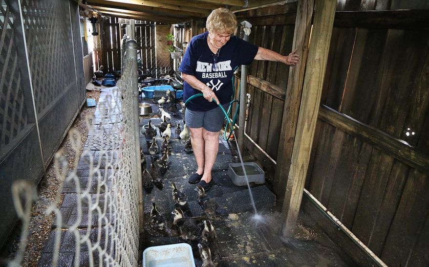 In this June 4, 2015, photo, Eunice Sivertsen cleans a duck living area at Duck Haven Inc. in Margate, Fla. Sivertsen has been rescuing injured and abandoned Muscovy ducks for over three decades at her non-profit. (Carline Jean/South Florida Sun-Sentinel via AP)