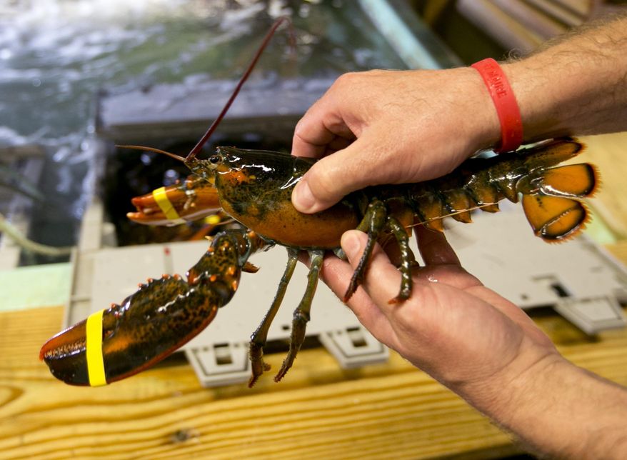 A lobster is checked to determine if it is a hard shell or a "shedder", a recently molted lobster that is growing back its shell, at the Clam Shack in Kennebunkport, Maine, Friday, June 12, 2015. Softshell lobsters generally have less meat than hardshells, but dealers say it's time to play up their supposedly sweeter meat as a reason to come to Maine for the succulent crustacean. (AP Photo/Robert F. Bukaty)
