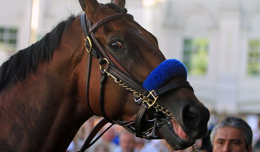 Triple Crown winner American Pharoah checks out the crowd surrounding the paddock at Churchill Downs in Louisville, Ky., Saturday, June 13, 2015. American Pharoah was on hand for a parade in front of the 30,000 fans in attendance and the engraved trophy presentation to the owners. (AP Photo/Garry Jones)