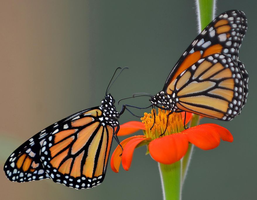 ADVANCE FOR RELEASE SATURDAY, JUNE 20, 2015, AT 1:16 A.M. EDT. AND THEREAFTER - In this June 12, 2015 photo, a pair of monarch butterflies, hatched just hours earlier, feed on a flower Friday, June 12, 2015, at ButterflyWorkx butterfly farm in Dunnellon, Fla. The butterfly farm has taken note of the decline of the regal flutterers, and is breeding monarchs to help bolster the species' populations. (Matthew Beck/The Citris County Chronicle via AP)