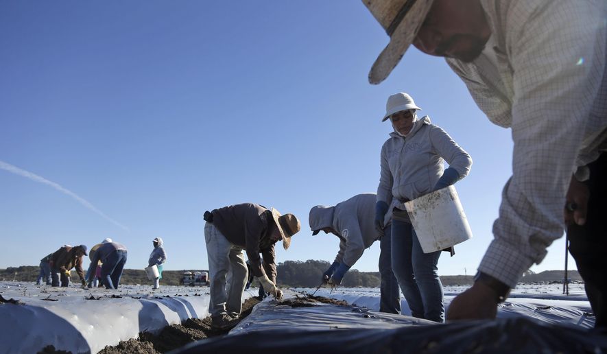 In this Nov. 19, 2014, file photo, workers plant strawberries in Watsonville, Calif.California’s historic drought is also sparking a flurry of finger-pointing and blaming. Advocates for various causes are using the four-year dry spell to shore up opposition on everything from unauthorized immigration to eating hamburgers. (AP Photo/Marcio Jose Sanchez, File)