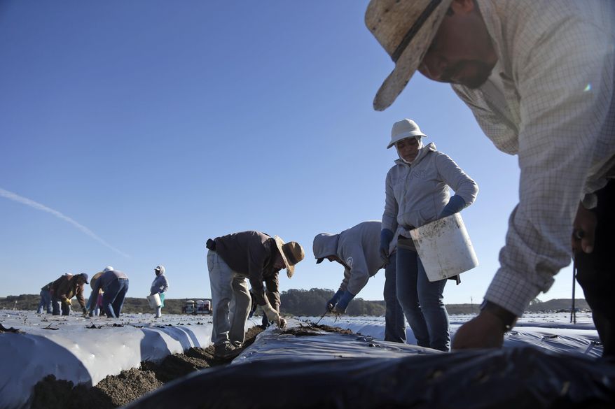 In this Nov. 19, 2014, file photo, workers plant strawberries in Watsonville, Calif.California’s historic drought is also sparking a flurry of finger-pointing and blaming. Advocates for various causes are using the four-year dry spell to shore up opposition on everything from unauthorized immigration to eating hamburgers. (AP Photo/Marcio Jose Sanchez, File)