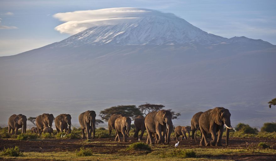 In this Monday, Dec. 17, 2012, file photo, a herd of adult and baby elephants walks in the dawn light in Amboseli National Park, southern Kenya, as the highest mountain in Africa Mount Kilimanjaro in neighboring Tanzania is seen in the background. (AP Photo/Ben Curtis, File)