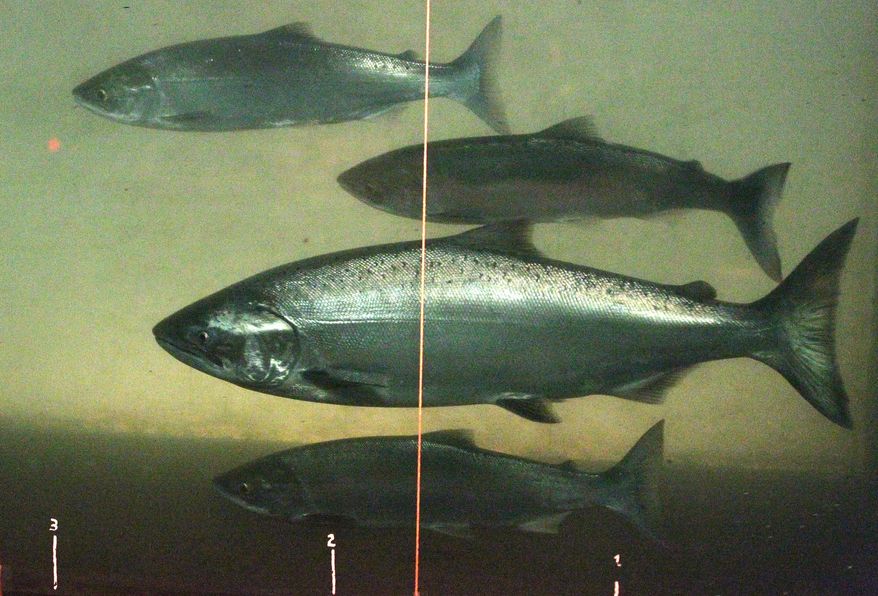 FILE--In this June 27, 2012, file photo, a chinook salmon, second from the bottom, swims with sockeye salmon at the Bonneville Dam fish-counting window near North Bonneville, Wash., on the Columbia River. Plans for various iterations of salmon restoration in the Columbia River Basin have been litigated in court for more than two decades and the battle is about to resume. (AP Photo/Rick Bowmer, File)