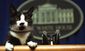 0220_socksthecat_460x276.jpg
