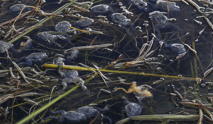 This April 25, 2015 photo shows dead frogs floating on the surface of Lake Titicaca in Pata Patani, Bolivia. As human and industrial waste from nearby cities increasingly contaminate the famed lake that straddles the border between Bolivian and Peru, the native Aymara people who rely on it for food and income say action must be taken before their livelihoods, like the frogs, die off. (AP Photo/Juan Karita)