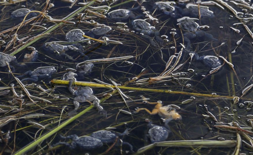This April 25, 2015 photo shows dead frogs floating on the surface of Lake Titicaca in Pata Patani, Bolivia. As human and industrial waste from nearby cities increasingly contaminate the famed lake that straddles the border between Bolivian and Peru, the native Aymara people who rely on it for food and income say action must be taken before their livelihoods, like the frogs, die off. (AP Photo/Juan Karita)