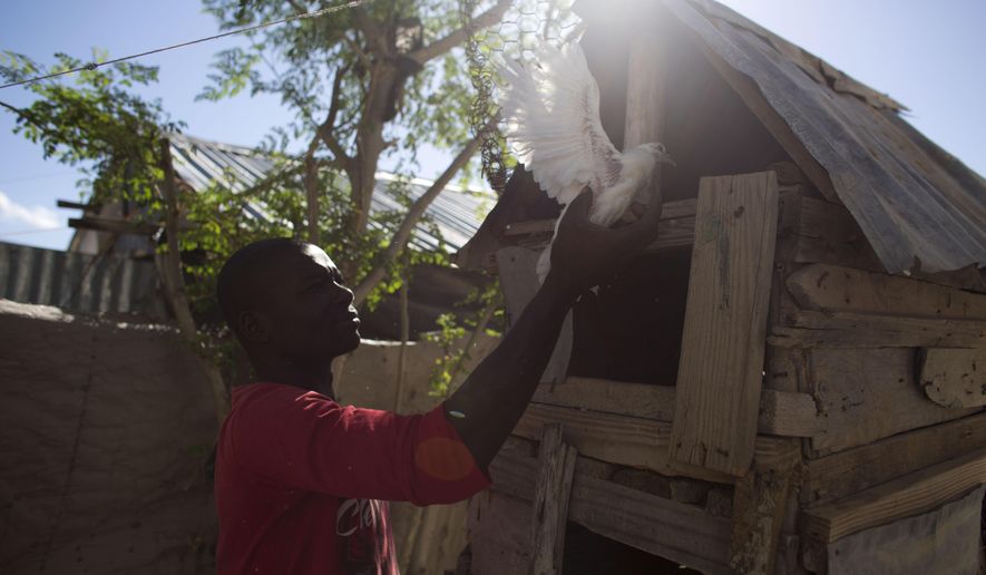 In this June 23, 2015 photo, Wilgans Desire, 27, lifts a white pigeon onto the top level of his homemade pigeon house, in Canaan, Haiti. Desire runs a thriving commercial chicken business, thanks to training and startup assistance he received a year and a half ago from the Christian Fellowship Mission. For the moment, he says, he is the only commercial chicken farmer in town, but his goal is to keep expanding so he can stay ahead of competitors whenever they do arrive. (AP Photo/Rebecca Blackwell)