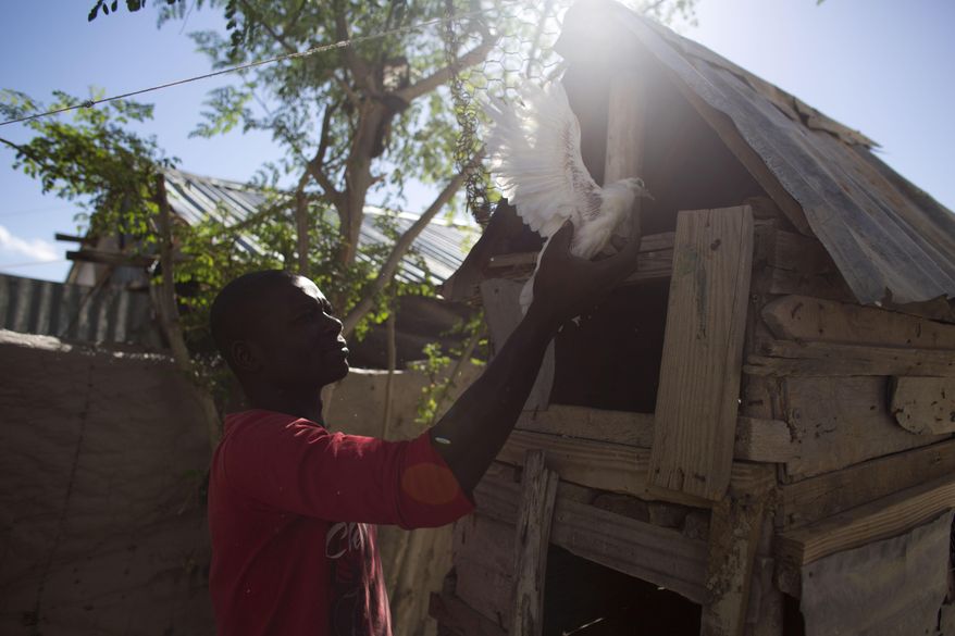 In this June 23, 2015 photo, Wilgans Desire, 27, lifts a white pigeon onto the top level of his homemade pigeon house, in Canaan, Haiti. Desire runs a thriving commercial chicken business, thanks to training and startup assistance he received a year and a half ago from the Christian Fellowship Mission. For the moment, he says, he is the only commercial chicken farmer in town, but his goal is to keep expanding so he can stay ahead of competitors whenever they do arrive. (AP Photo/Rebecca Blackwell)
