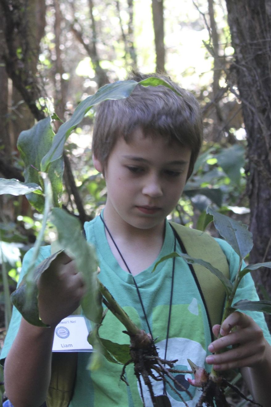 ADVANCE FOR SATURDAY, JULY 4, 2015 AND THEREAFTER- In this June 25, 2015 photo, Herald Liam Orr, 10, pulls invasive ginger from the edges of the Kilauea Iki trail at Hawaii Volcanoes National Park, Hawaii. Orr and 18 others participated in the park’s annual Keiki o Hawaii Nei program, a three-day exploration of parks across Hawaii Island. (Ivy Ashe/ Tribune-Herald via AP)