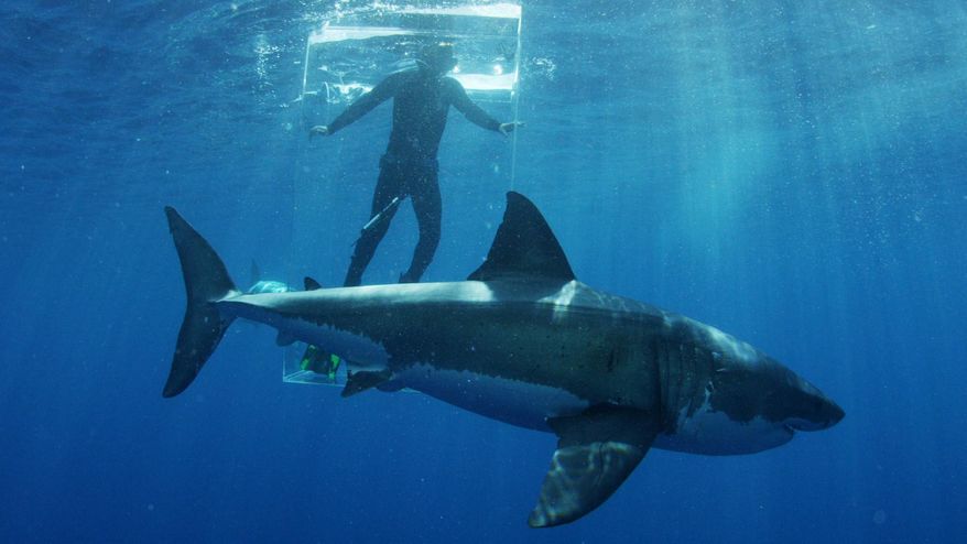 In this 2015 photo provided by Discovery Channel, a great white shark researcher stands in the clear shark cage while a great white shark swims by.