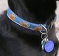 dog collar.jpg