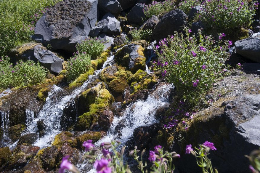 This June 25, 2015, photo shows a stream during an uphill hike on Mount St. Helens in Washington. A group of local media were invited to take part in a new hike that later in the summer the Mount St. Helens Institute will offer, guided hikes featuring up-close views of the glacier and the inside of the crater. (Natalie Behring/The Columbian via AP) MANDATORY CREDIT