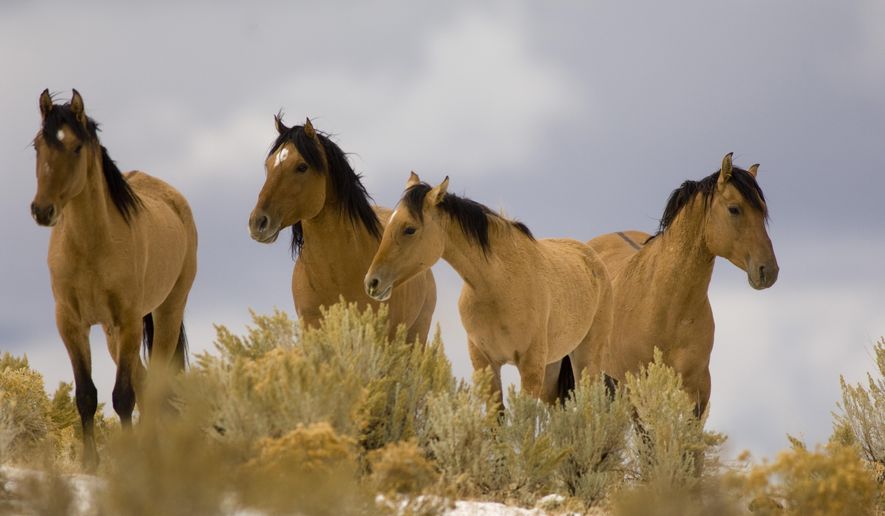 In this Oct. 17, 2007, file photo, Kiger Mustangs from the Kiger Management Area near Diamond in southeast Oregon are shown.  Wild horse advocates are challenging U.S. Bureau of Land Management plans to round up the famous Kiger and Riddle Mountain mustang herds in eastern Oregon, arguing that the roundup is designed to breed a master race of wild horses exhibiting old Spanish bloodlines, violating the intent of the law protecting wild horses. (Jamie Francis/The Oregonian via AP, file)  MANDATORY CREDIT