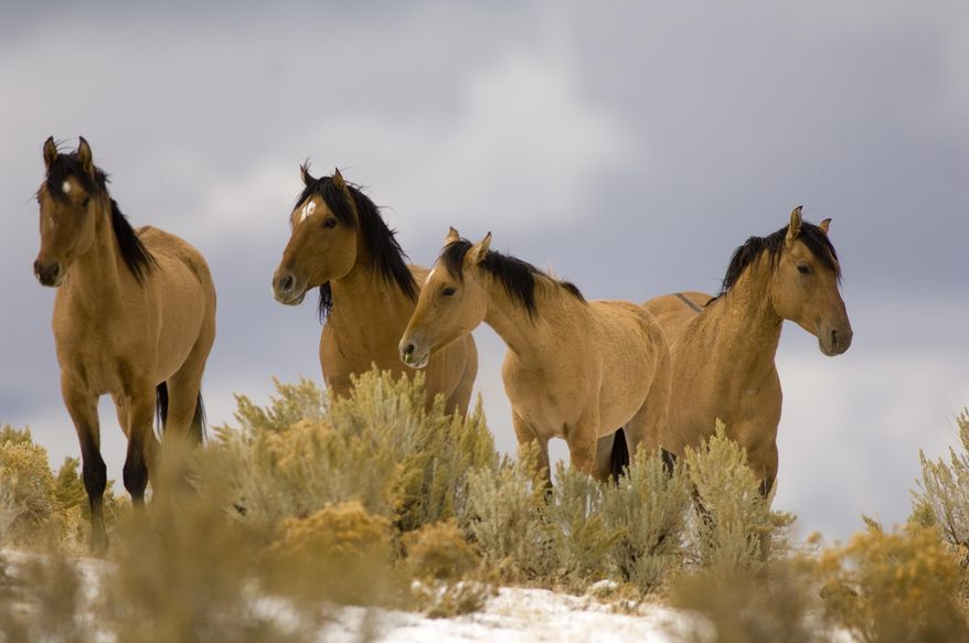 In this Oct. 17, 2007, file photo, Kiger Mustangs from the Kiger Management Area near Diamond in southeast Oregon are shown.  Wild horse advocates are challenging U.S. Bureau of Land Management plans to round up the famous Kiger and Riddle Mountain mustang herds in eastern Oregon, arguing that the roundup is designed to breed a master race of wild horses exhibiting old Spanish bloodlines, violating the intent of the law protecting wild horses. (Jamie Francis/The Oregonian via AP, file)  MANDATORY CREDIT