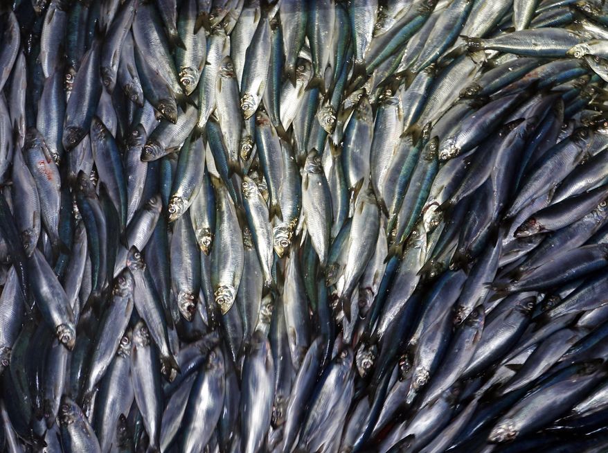 In this Wednesday, July 8, 2015 photo, herring are unloaded from a fishing boat in Rockland, Maine. New England fishermen are catching staggering amounts of herring, signaling the rebounding of a fishery that collapsed in the early 2000s. But some conservationists and rival fishermen say the fishery, which is important for both food and bait for tuna and lobsters, is wiping out other fisheries with its massive pelagic trawlers. (AP Photo/Robert F. Bukaty)