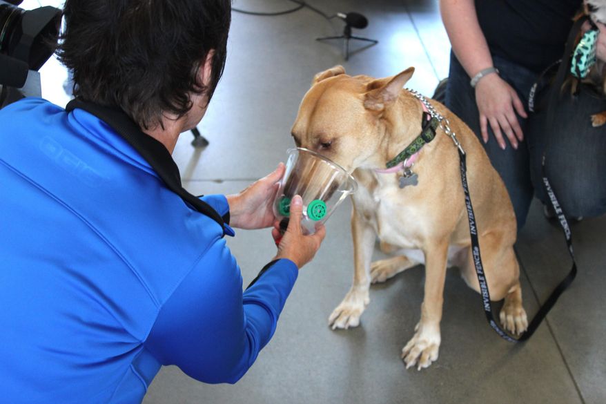 In this photo provided by the Seattle Fire Department, Lori McCallister, of Project Breathe, tries a dog oxygen mask on a dog named Emmy, Tuesday, July 14, 2015, in Seattle, at a news conference to announce the donation of 20 pet oxygen masks to the department by Invisible Fence Brand of Seattle. The masks will be used to resuscitate animals overcome by smoke and they can also be used on pets as small as guinea pigs or mice. (Kyle Moore/Seattle Fire Department via AP)