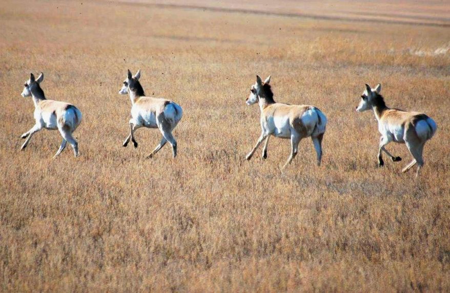 Pronghorn antelope run through a field near Bismarck, N.D. North Dakota will have a limited pronghorn hunting season in the fall of 2015 for the second year in a row, after five years without one. The population of the animals has slowly been rebounding in the southwestern part of the state, after being decimated by three straight severe winters starting in 2008. (Brian Gehring/The Bismarck Tribune via AP, File)