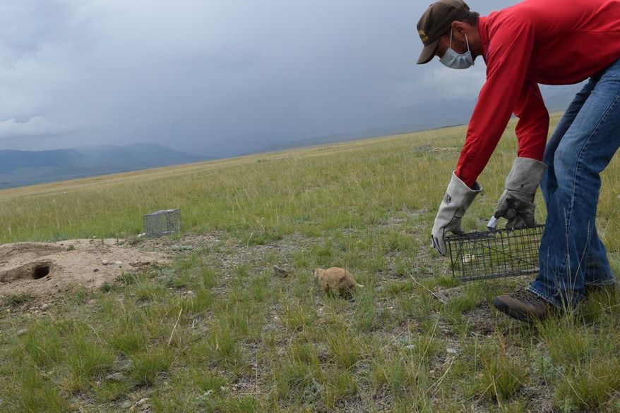Jesse Boulerice, Wyoming Game and Fish Department non-game biologist, releases a white-tailed prairie dog after the animal’s blood was sampled on Wednesday, July 15, 2015 near Powell, Wyo. An oral vaccine to fight prairie dog killer sylvatic plague is being tested. It is hoped the vaccine will prove effective for prairie dogs thus helping the endangered species, black-footed ferret’s, population recover. (Gib Mathers/The Powell Tribune via AP) MANDATORY CREDIT