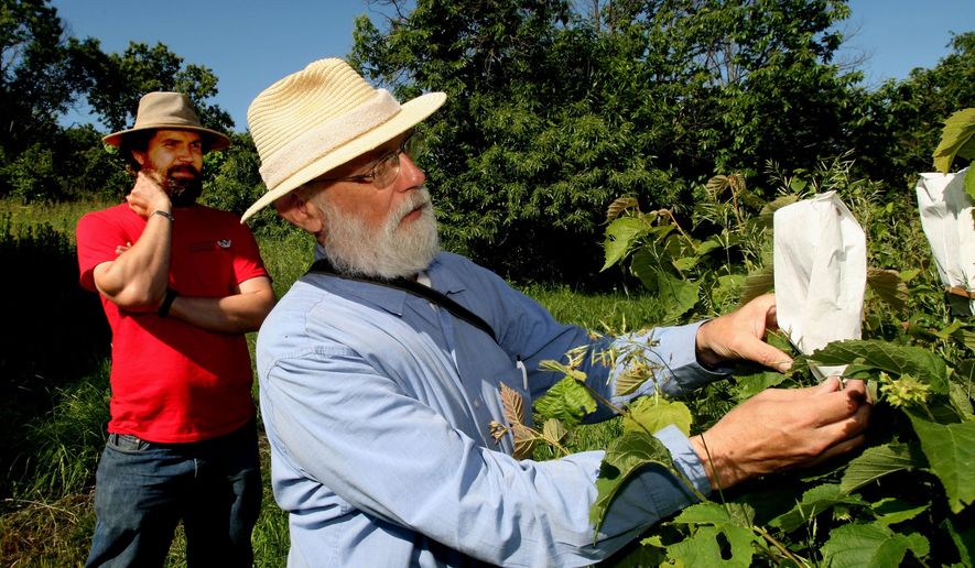 Phil Rutter, foreground, talks breeding hybrid hazelnuts at Badgersett Research Corp. north of Canton, Minn. while his son, Brandon Rutter, watches on June 19, 2015. They are two of the three authors of a new book on raising hybrid hazelnuts. (John Weiss/The Rochester Post-Bulletin via AP) MANDATORY CREDIT