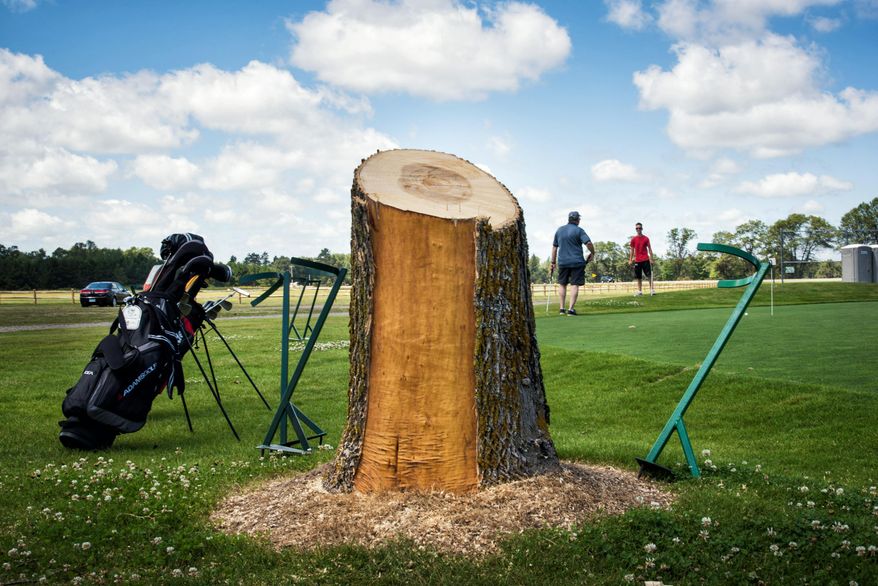 Charles Erickson told his grandsons Drew and Alec, both 14, when they were younger, he remembered watching them play golf from the shade of this now gone ash tree at Madden's resort in Nisswa, Minn. on Friday, July 17, 2015. (Glen Stubbe/Star Tribune via AP) ST. PAUL PIONEER PRESS OUT; MAGS OUT; TWIN CITIES LOCAL TELEVISION OUT; MANDATORY CREDIT