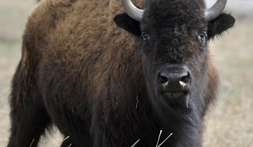 Bill in the US House would make bison the national mammal - Washington Times