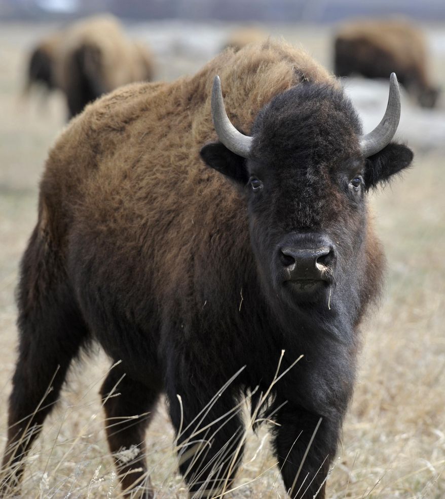 In this April 30, 2013 photo, a bison stands in a field at Blue Mounds State Park near Luverne, Minn. At the end of June 2015, a bill was re-introduced in the U.S. House to designate the bison as the national mammal of the United States. It&#39;s called the National Bison Legacy Act. (Emily Spartz Weerheim/The Argus Leader via AP)