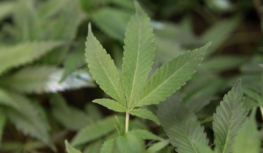 In this Feb. 1, 2011, file photo, medical marijuana clone plants are shown at a medical marijuana dispensary in Oakland, Calif. (AP Photo/Jeff Chiu, File)