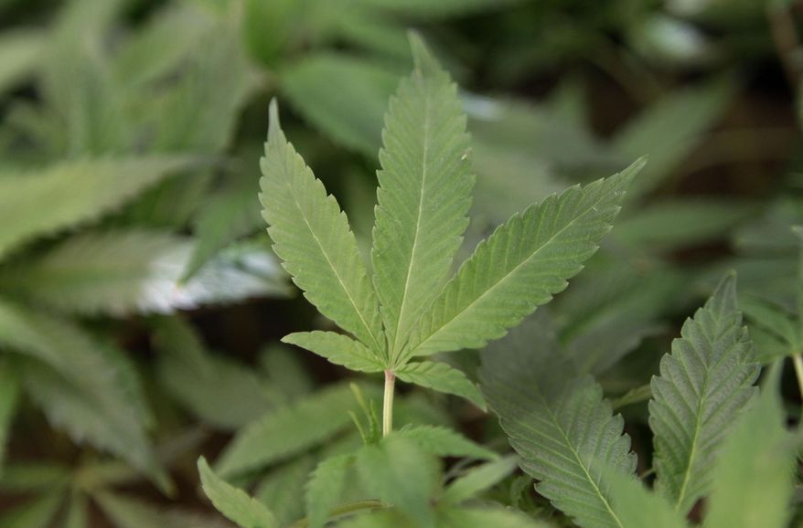 In this Feb. 1, 2011, file photo, medical marijuana clone plants are shown at a medical marijuana dispensary in Oakland, Calif. (AP Photo/Jeff Chiu, File)