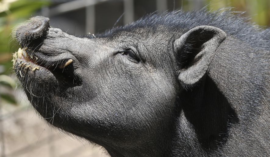 A potbellied pig shows off his profile at the Grazin Pig Acre rescue ranch Tuesday, July 14, 2015, in Ramona, Calif. The ranch is home to 98 potbellied pigs that have been rescued by the owners of the ranch, Nancy and Marty Koontz, The craze for tiny pet pigs started decades ago and gets reignited every few years. Once they grow too big to handle, people give them up. (AP Photo/Lenny Ignelzi) **FILE**