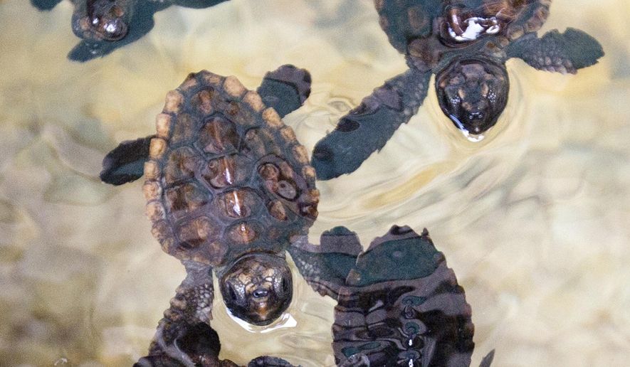 Loggerhead sea turtle hatchlings swim in a tank at the Gumbo Limbo Nature Center before being taken to a U.S. Coast Guard vessel for release, Monday, July 27, 2015, in Boca Raton, Fla. More than 600 Loggerhead hatchlings, nine Green sea turtle hatchlings, three rehabilitated Loggerhead post-hatchling and one Hawksbill post-hatchling sea turtle were released onto free-floating sargassum seaweed offshore. (AP Photo/Wilfredo Lee)