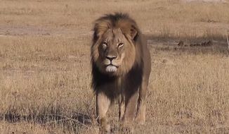 Local authorities allege that Cecil the lion was lured from a protected area and killed in early July, and Zimbabwean conservationists said Minnesota dentist Walter Palmer allegedly paid $50,000 to kill the lion. Two Zimbabwean men are scheduled to appear in court for their role in the hunt. (Screen grab from YouTube)