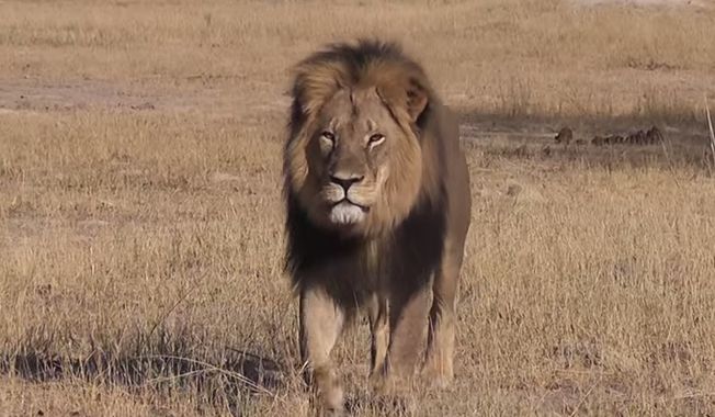 Local authorities allege that Cecil the lion was lured from a protected area and killed in early July, and Zimbabwean conservationists said Minnesota dentist Walter Palmer allegedly paid $50,000 to kill the lion. Two Zimbabwean men are scheduled to appear in court for their role in the hunt. (Screen grab from YouTube)