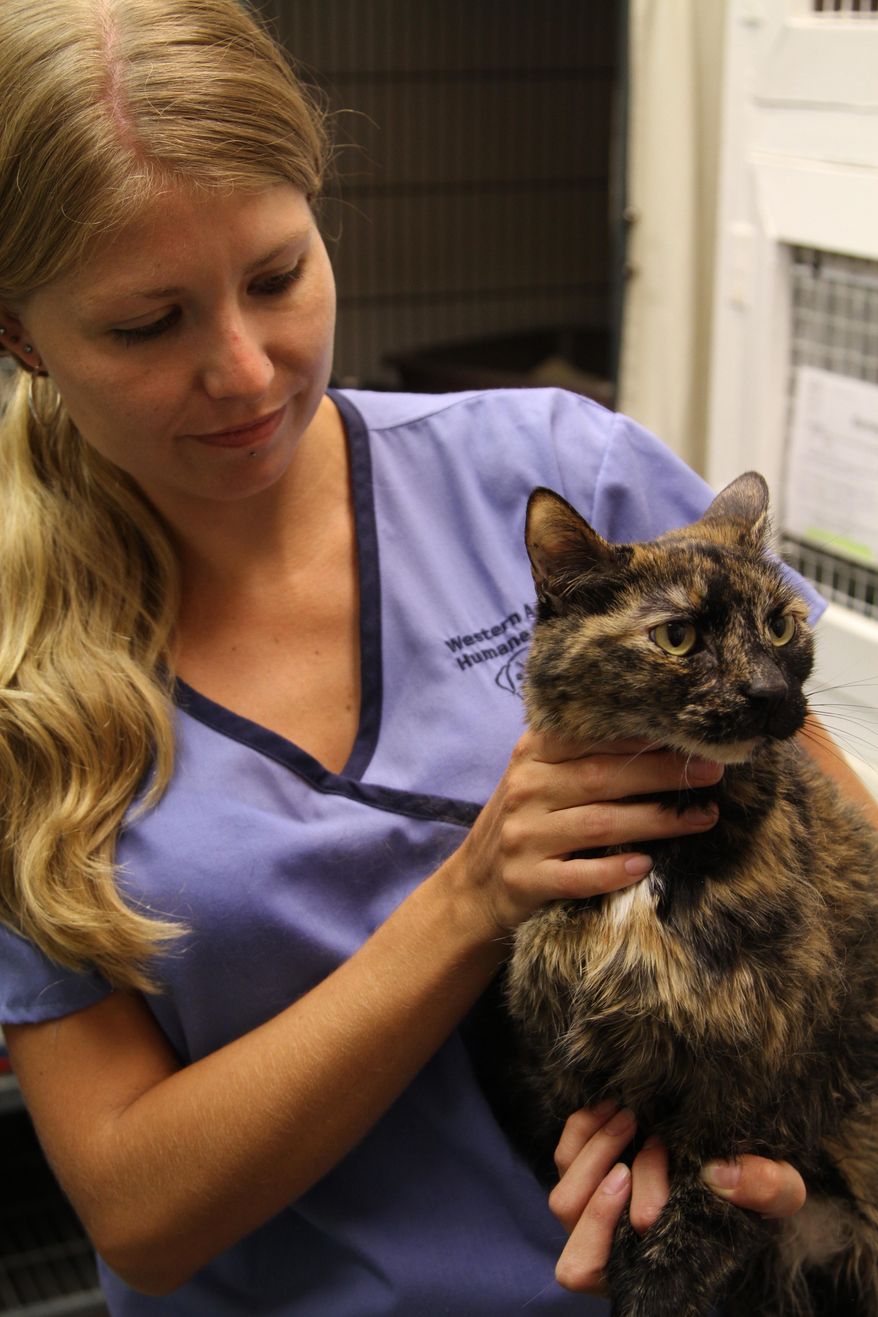 Western Arizona Humane Society receptionist Tasha Draper holds “River,” a cat who was found inside a sunken boat on Saturday, in Lake Havasu City, Ariz., on Monday, July 27, 2015. The cat was found tucked away in a boat that had sank to the bottom of Lake Havasu on Saturday and was brought ashore by Dive Time Recovery owner John Zucalla. Zucalla said the cat must have stowed away sometime before Boat owner Genaro Rudaldava left Orange County, Calif. (Brandon Messick/Todays News Herald, Brandon Messick)