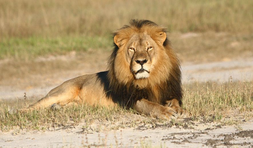 In this undated photo provided by the Wildlife Conservation Research Unit, Cecil the lion rests in Hwange National Park, in Hwange, Zimbabwe. He was killed recently in an illegal hunt. (Andy Loveridge/Wildlife Conservation Research Unit via AP)