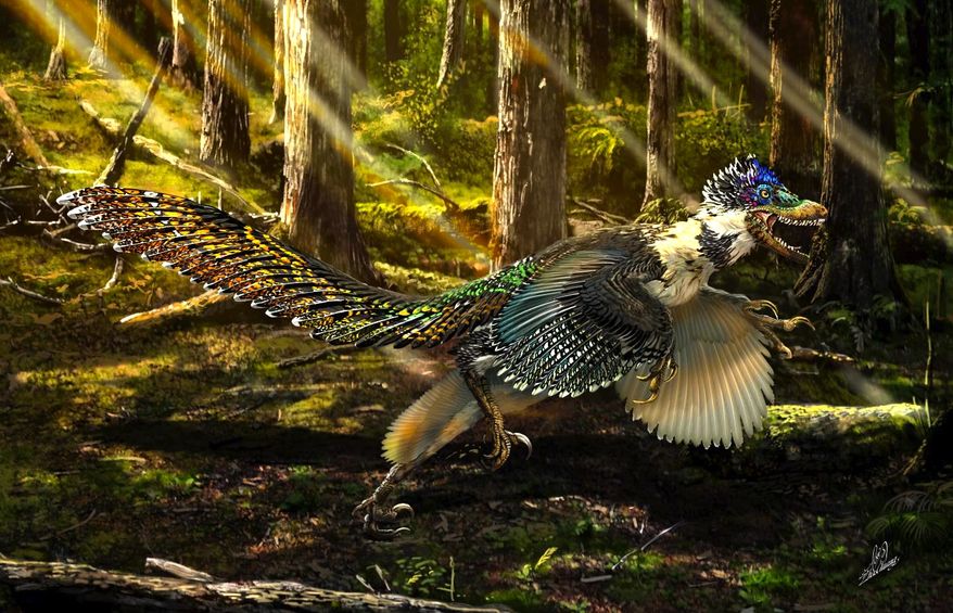 Meet Zhenyuanlong, a newly discovered species that even surprised the scientists who examined the 125 million-year-old, intact fossil (Image from Steve Brusatte)
