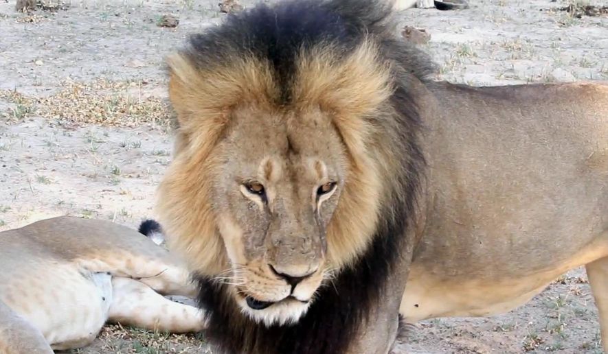 In this image taken from a November 2012 video made available by Paula French, a well-known, protected lion known as Cecil strolls around in Hwange National Park, in Hwange, Zimbabwe. Zimbabwe&#39;s wildlife minister says extradition is being sought for Walter Palmer, the American dentist who killed Cecil. On Saturday, poachers killed Jericho, Cecil&#39;s brother. (Paula French via AP)