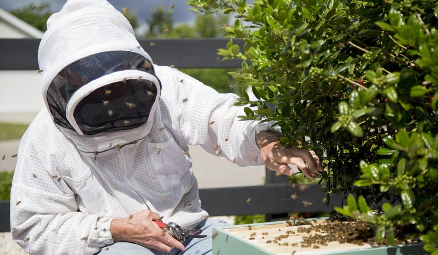In this May 1, 2015 photo, bee keeper Tom Francis catches a &amp;quot;swarm&amp;quot; of honey bees that was hanging from a holly bush in the yard of Nita Snoot and Jim Wilson in Conway, S.C.  Francis is one of a growing number of beekeepers in the region. (Jason Lee/The Sun News via AP) LOCAL PRINT OUT (MYRTLE BEACH HERALD OUT, HORRY INDEPENDENT OUT, CAROLINA FOREST CHRONICLE, GEORGETOWN TIMES OUT); MANDATORY CREDIT