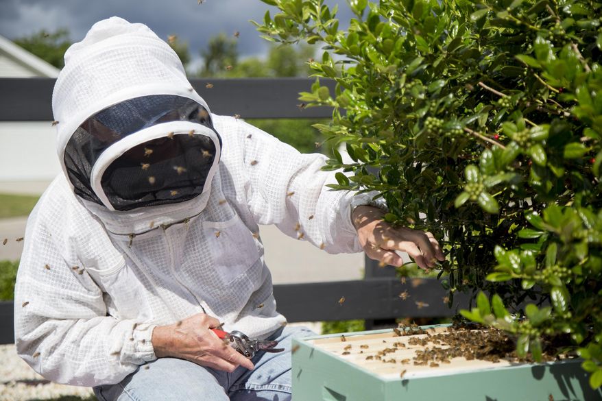 In this May 1, 2015 photo, bee keeper Tom Francis catches a &amp;quot;swarm&amp;quot; of honey bees that was hanging from a holly bush in the yard of Nita Snoot and Jim Wilson in Conway, S.C.  Francis is one of a growing number of beekeepers in the region. (Jason Lee/The Sun News via AP) LOCAL PRINT OUT (MYRTLE BEACH HERALD OUT, HORRY INDEPENDENT OUT, CAROLINA FOREST CHRONICLE, GEORGETOWN TIMES OUT); MANDATORY CREDIT