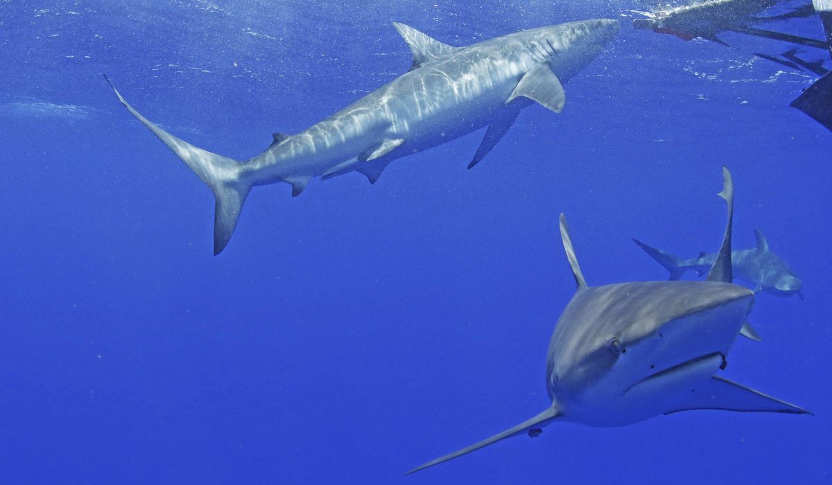 NextImg:Surfer dies following shark attack off the coast of Maui in Hawaii