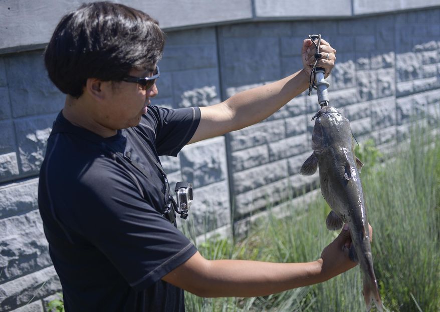 ADVANCED FOR RELEASE SATURDAY, AUGUST 8, 2015 Leo Sheng weighs a channel catfish along the Schuykill River on July 31, 2015, during a fishing session with his group called "Extreme Philly Fishing." (Ben Mikesell/The Philadelphia Inquirer via AP) PHIX OUT; TV OUT; MAGS OUT; NEWARK OUT; MANDATORY CREDIT