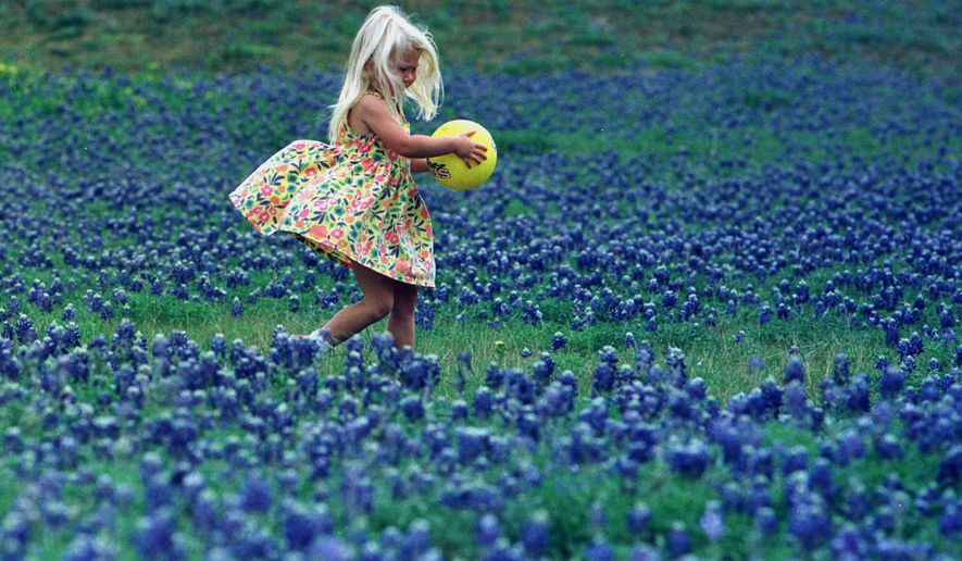 A field of Bluebonnets, the state flower of Texas (AP Photo/file)