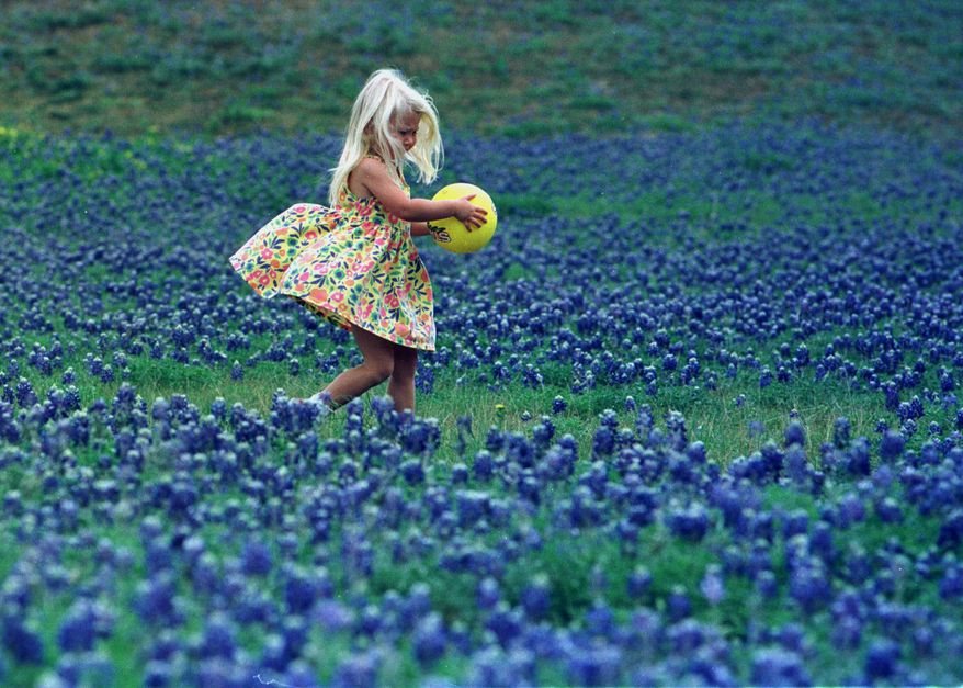 A field of Bluebonnets, the state flower of Texas (AP Photo/file)
