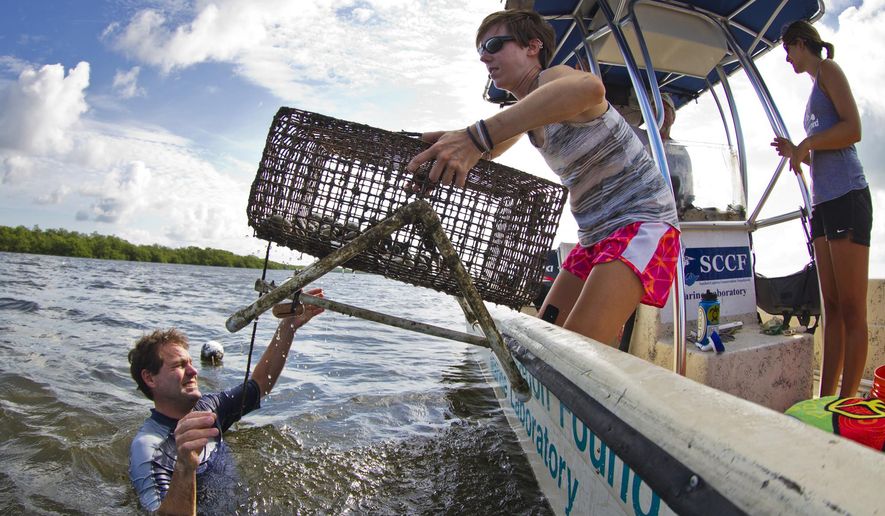 ADVANCED FOR RELEASE SATURDAY, AUGUST 8, 2015 Eric Milbrandt, director of the Sanibel Captiva Conservation Foundation marine lab, hands Sarah Bridenbaugh, a research assistant for SCCF, one of their research cages used to monitor bay scallops in Tarpon Bay, July 30, 2015. (Ric Rolon/The News-Press via AP)  NAPLES OUT, NO SALES, MAGS OUT